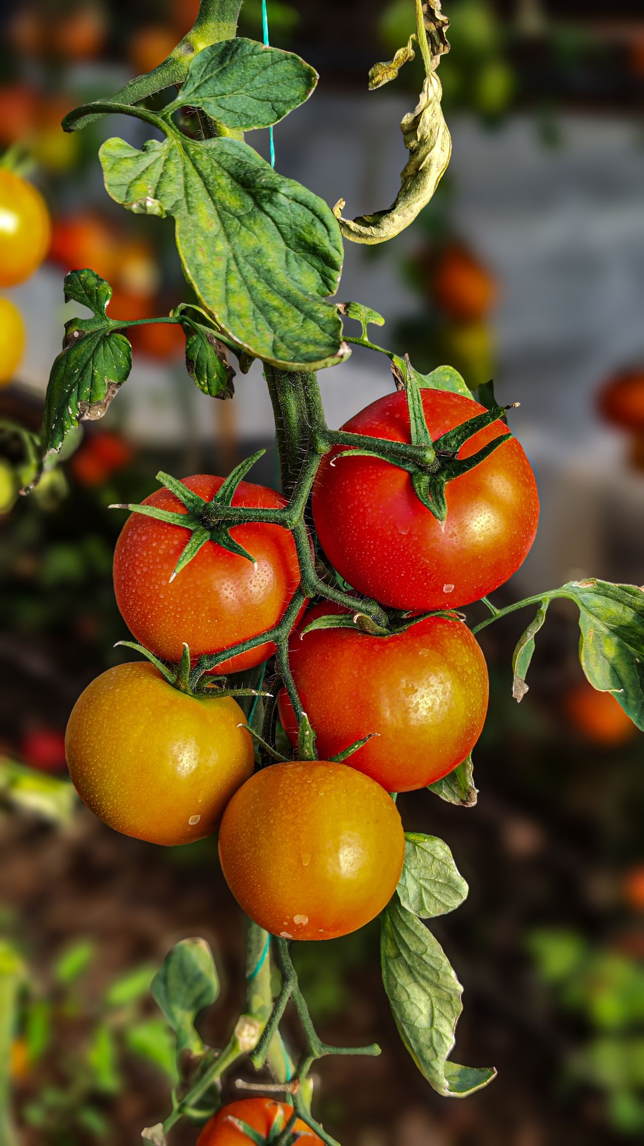 tomatoes on a tree
